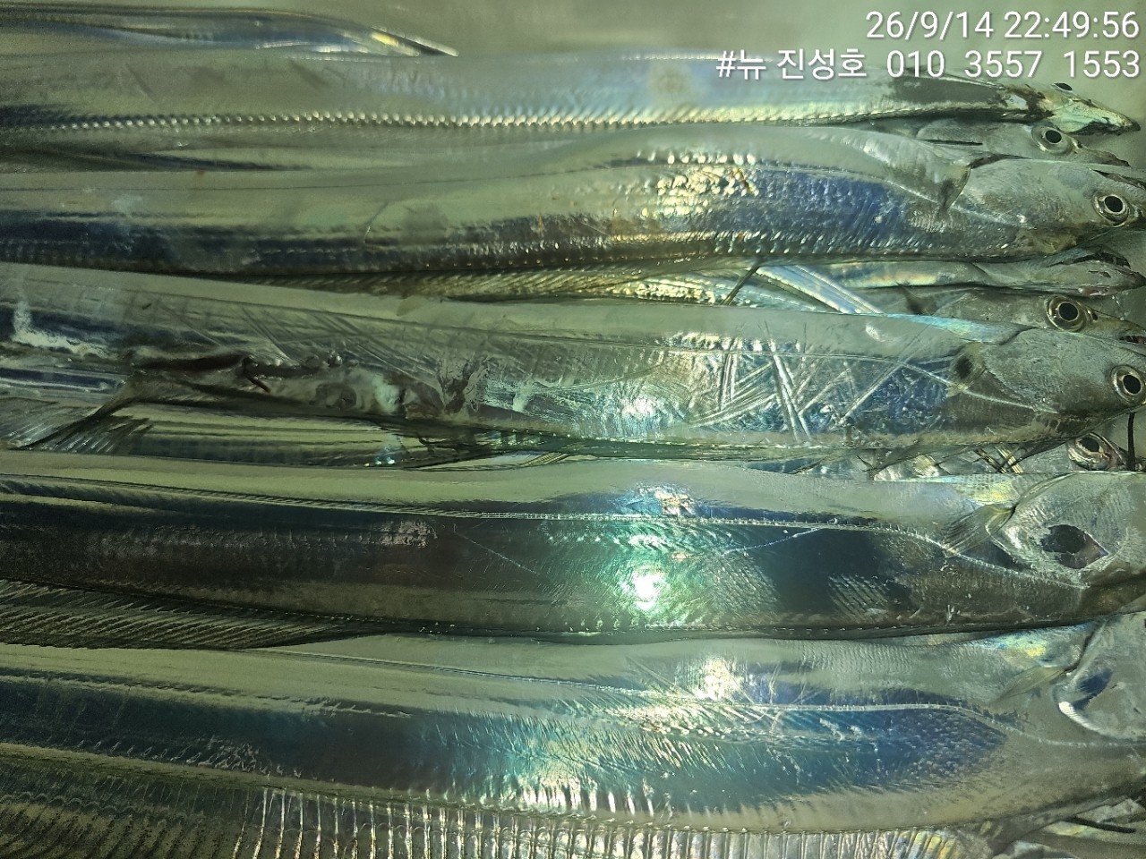 9월 23일 거제 선상낚시 조황 현장 사진 11