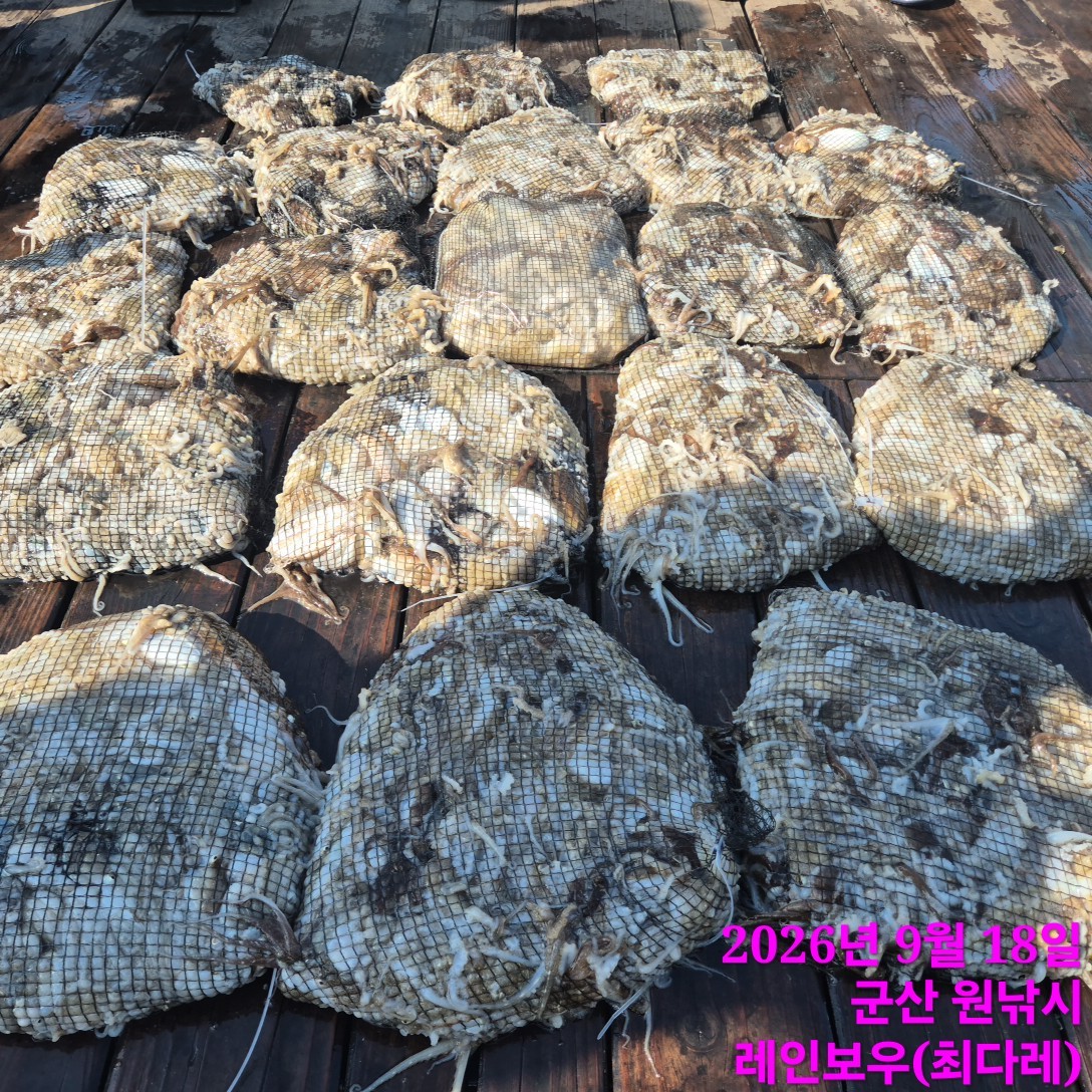 9월 18일 군산 주꾸미 선상낚시 조황 현장 사진 4