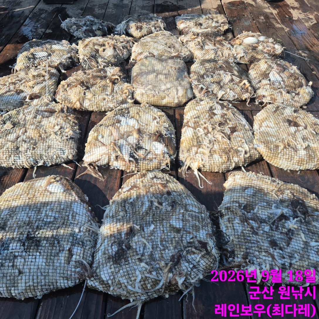 9월 18일 군산 주꾸미 선상낚시 조황 현장 사진 2