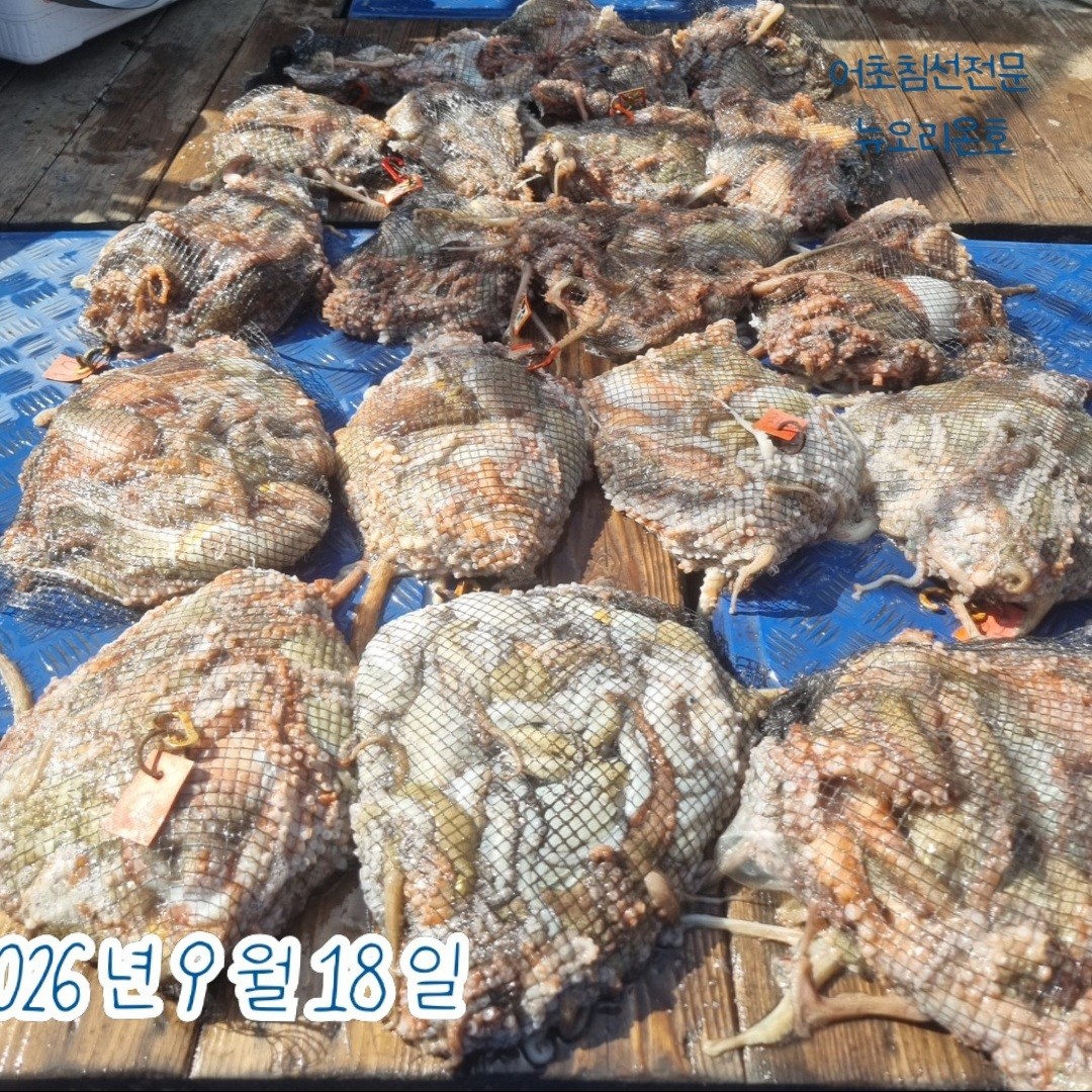 9월 18일 군산 주꾸미 선상낚시 조황 현장 사진 4