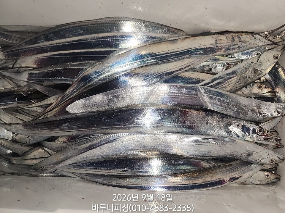 9월 17일 갈치 선상낚시 조황 현장 사진 7