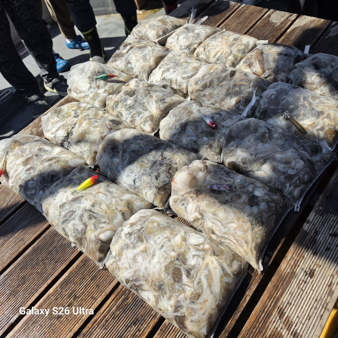 9월 18일 군산 주꾸미 선상낚시 조황 현장 사진 1