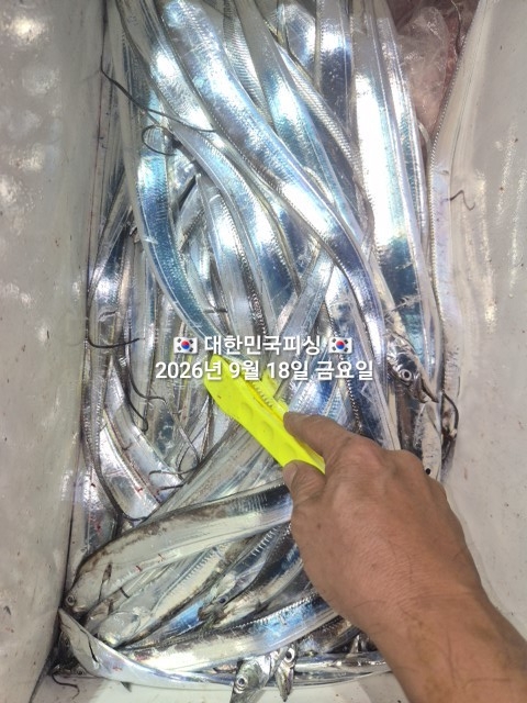 9월 18일 갈치 선상낚시 조황 현장 사진 3