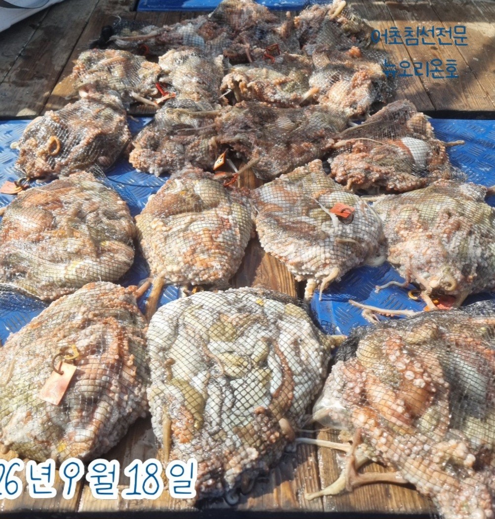 9월 18일 군산 주꾸미 선상낚시 조황 현장 사진 3
