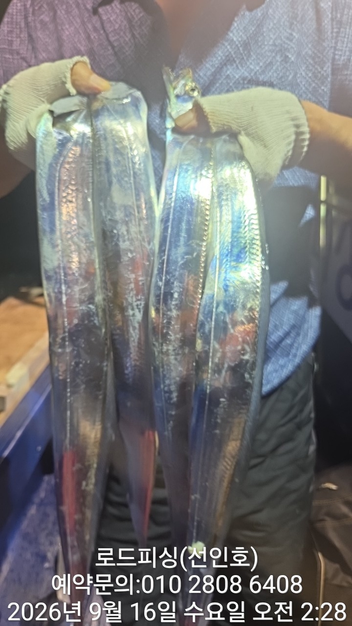 9월 18일 고성 갈치 선상낚시 조황 현장 사진 5