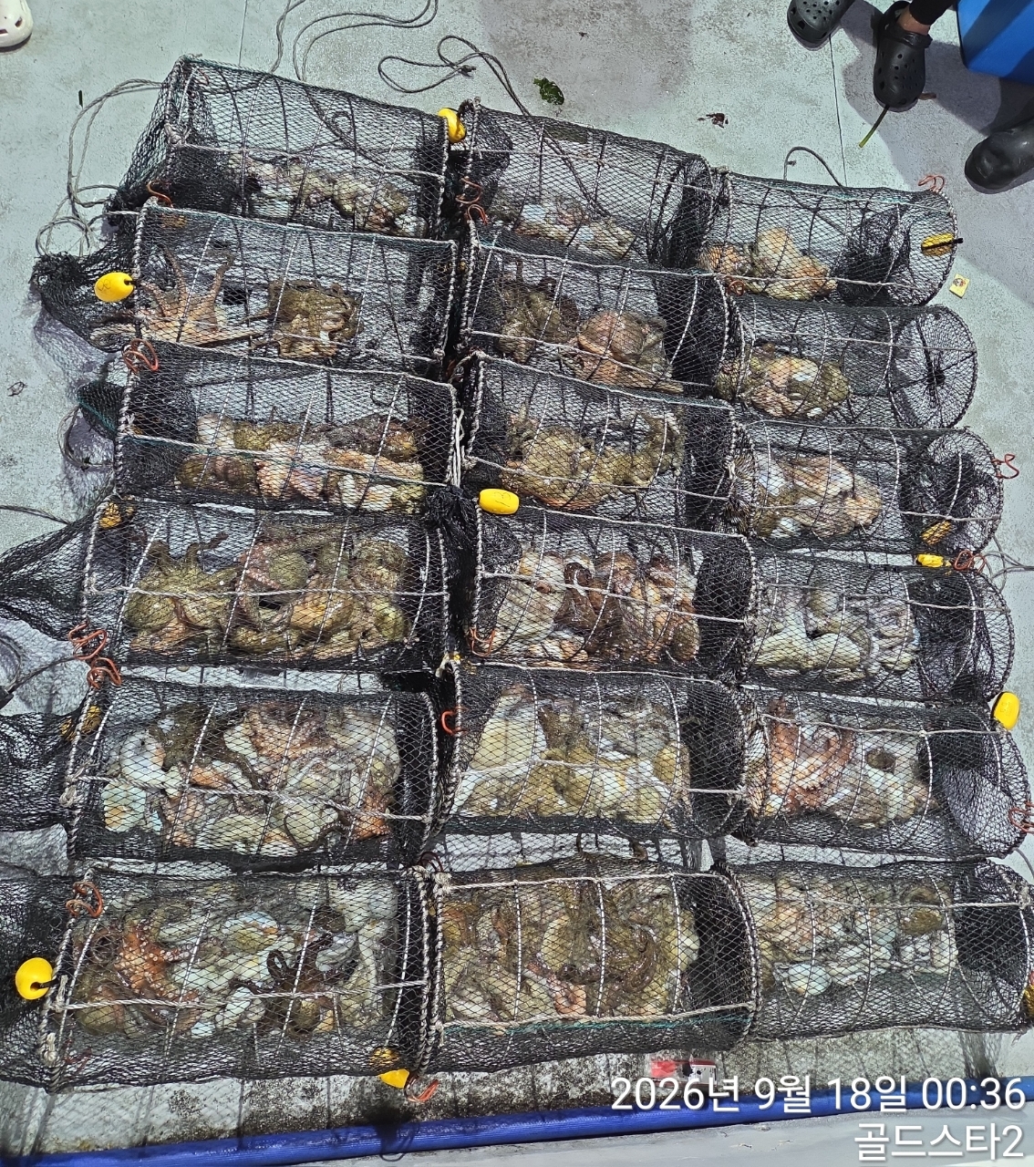 9월 17일 문어 선상낚시 조황 현장 사진 11