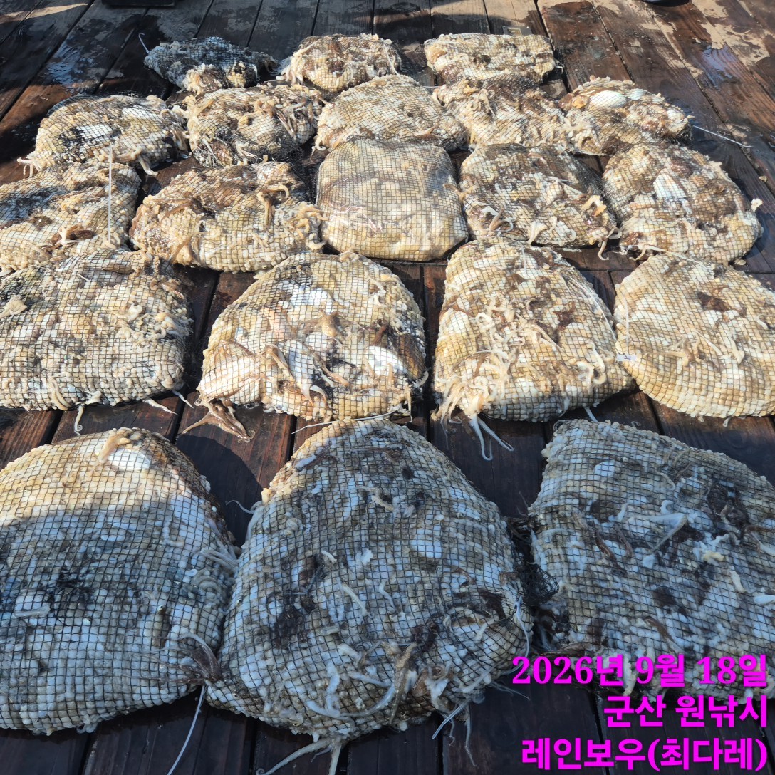 9월 18일 군산 주꾸미 선상낚시 조황 현장 사진 3