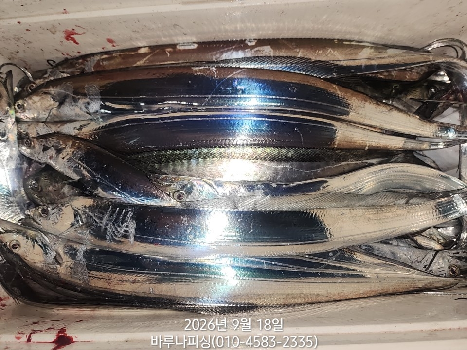 9월 17일 갈치 선상낚시 조황 현장 사진 8