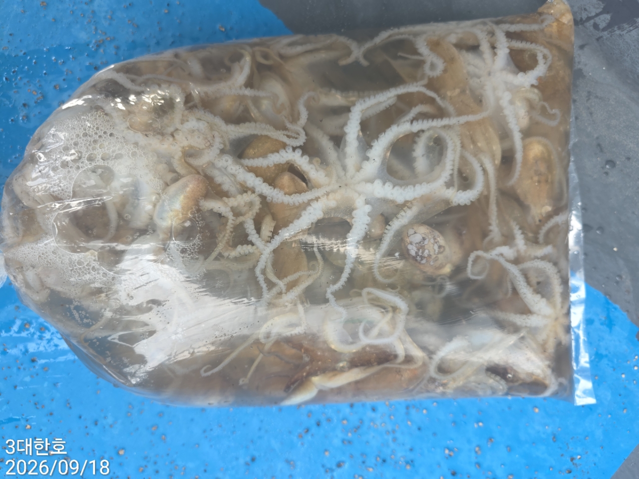 9월 18일 삼천포 주꾸미 선상낚시 조황 현장 사진 3