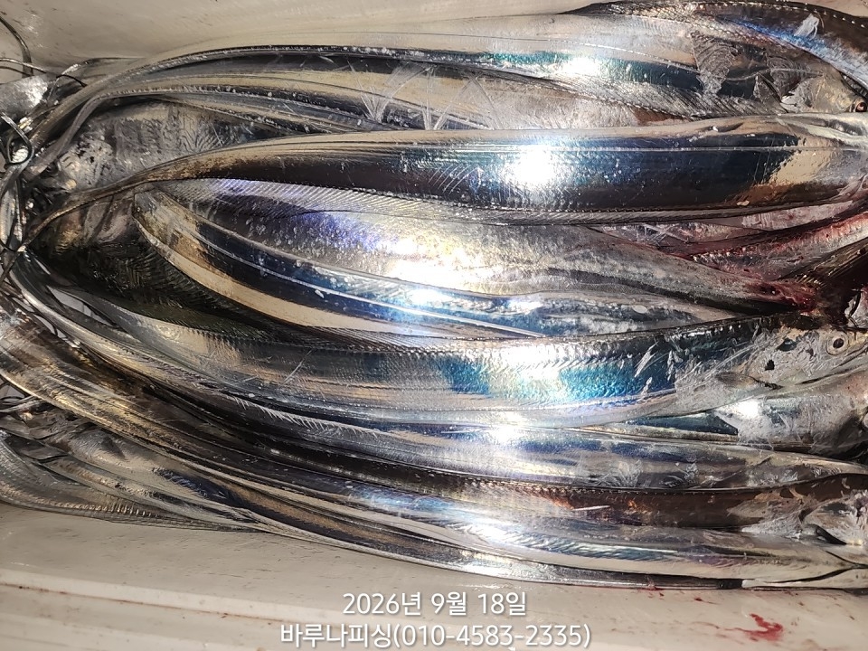 9월 17일 갈치 선상낚시 조황 현장 사진 9