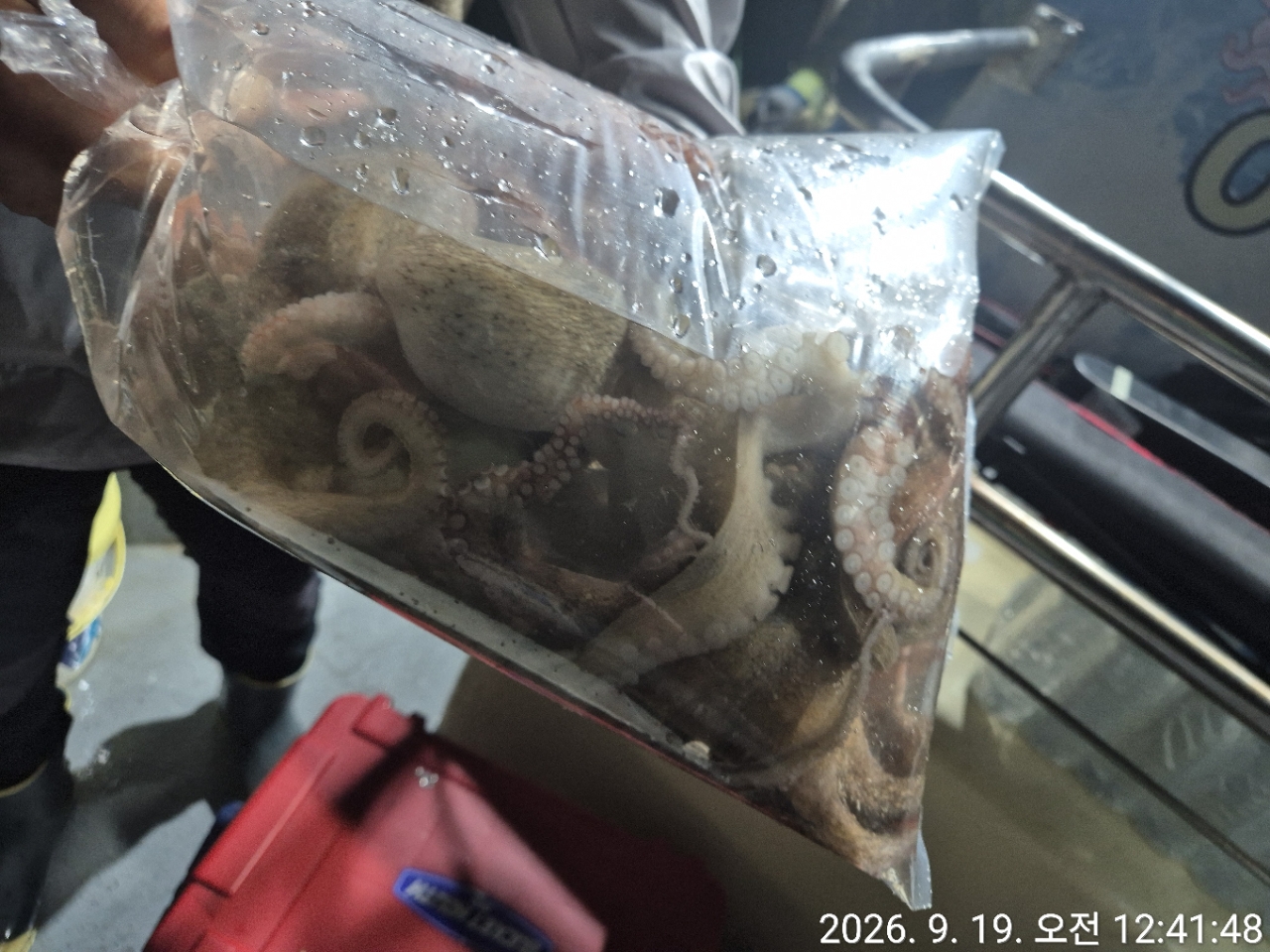 9월 19일 문어 선상낚시 조황 현장 사진 21