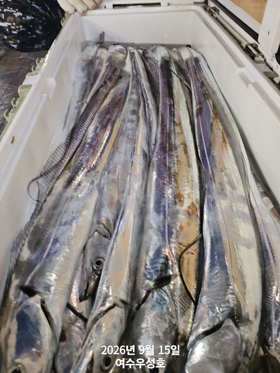 9월 24일 여수 갈치 선상낚시 조황 현장 사진 5