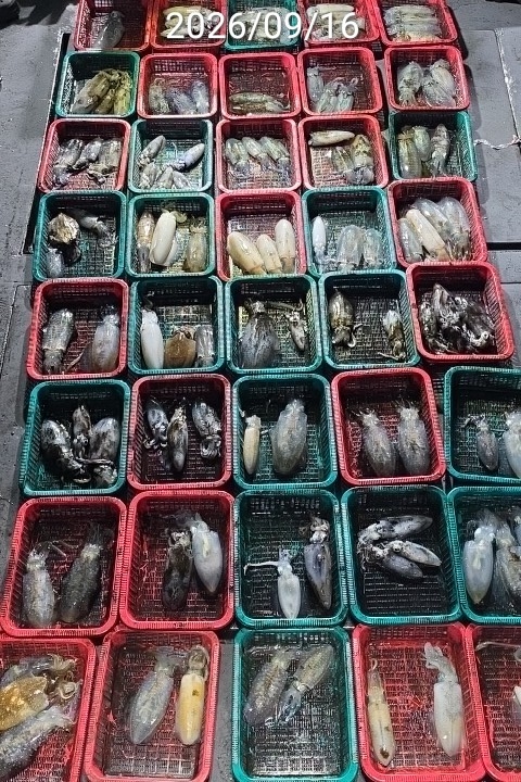 9월 19일 진해 무늬오징어 선상낚시 조황 현장 사진 5