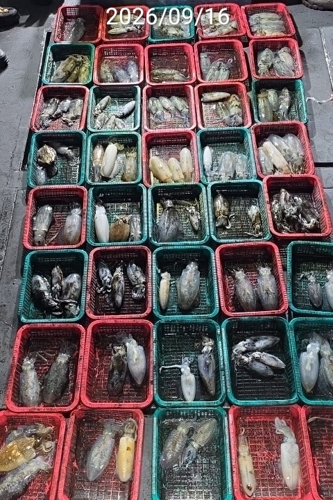 9월 20일 진해 무늬오징어 선상낚시 조황 현장 사진 2