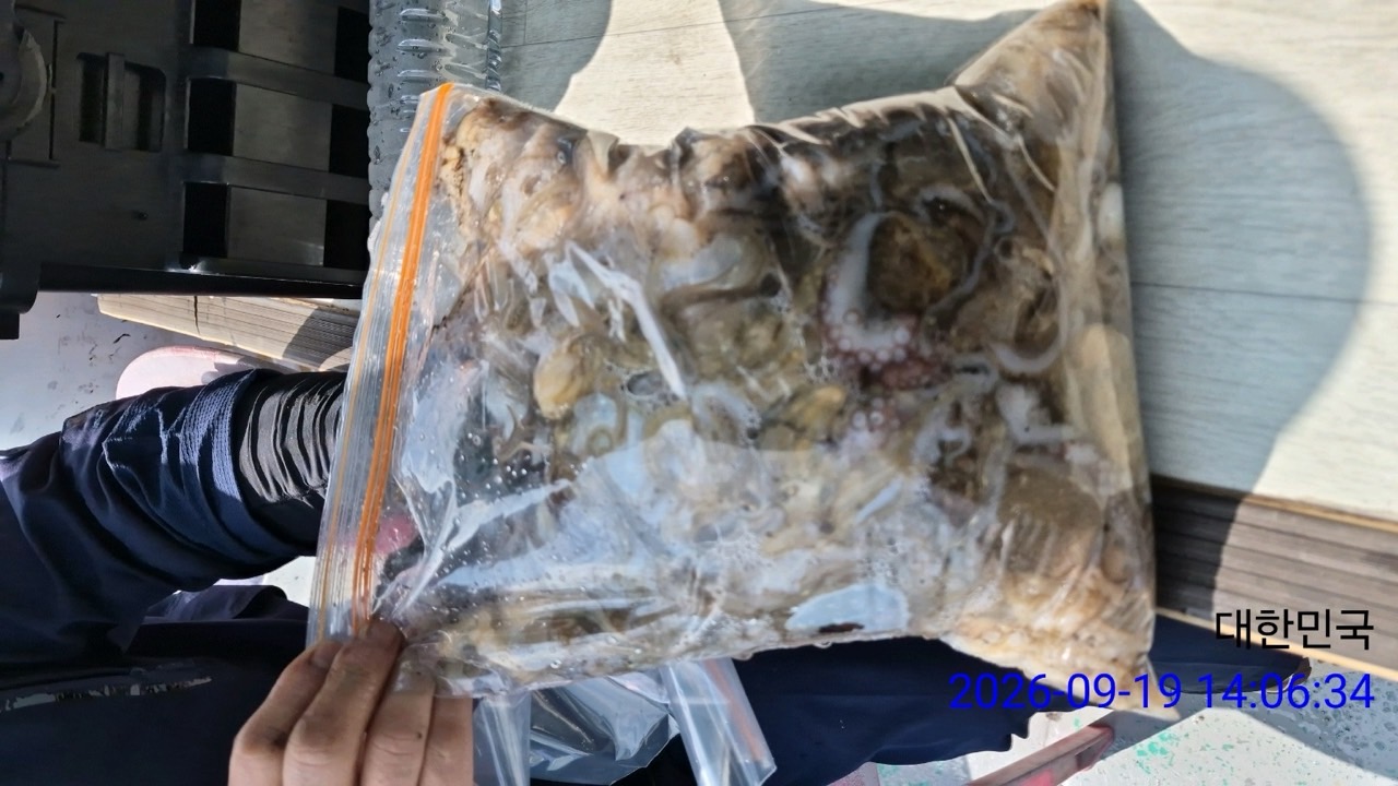 9월 19일 삼천포 문어 선상낚시 조황 현장 사진 2