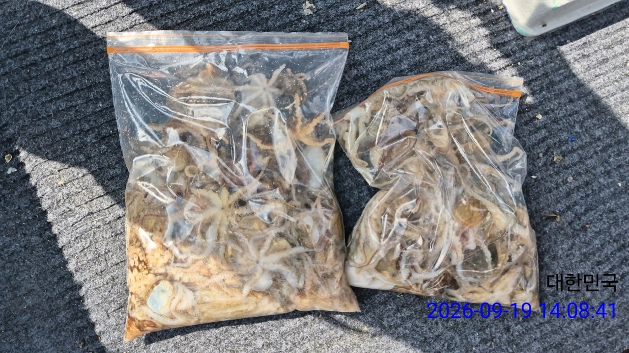 9월 19일 삼천포 문어 선상낚시 조황 현장 사진 1