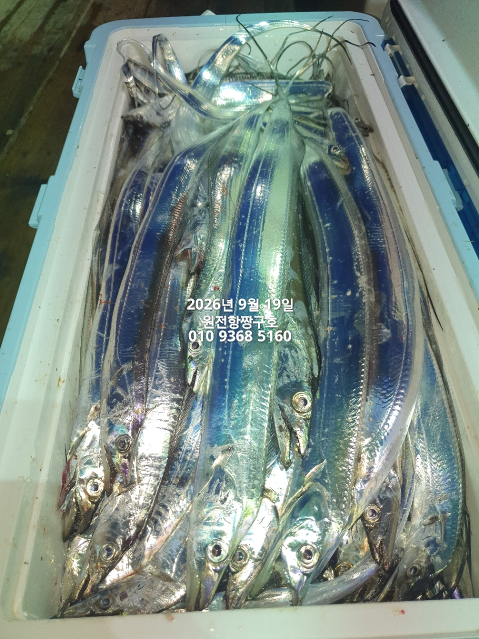 9월 20일 갈치 선상낚시 조황 현장 사진 4