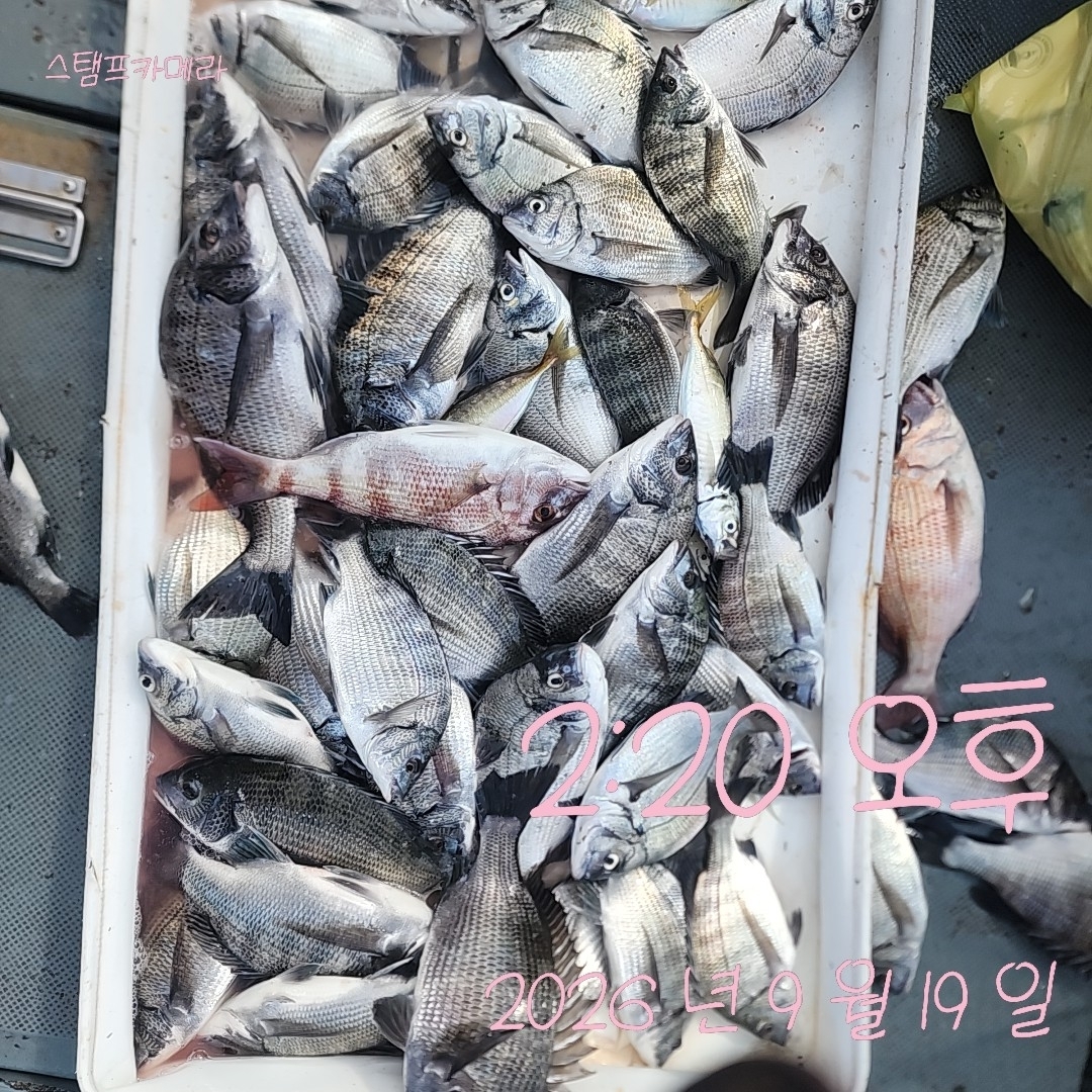 9월 19일 고성 감성돔 선상낚시 조황 현장 사진 1