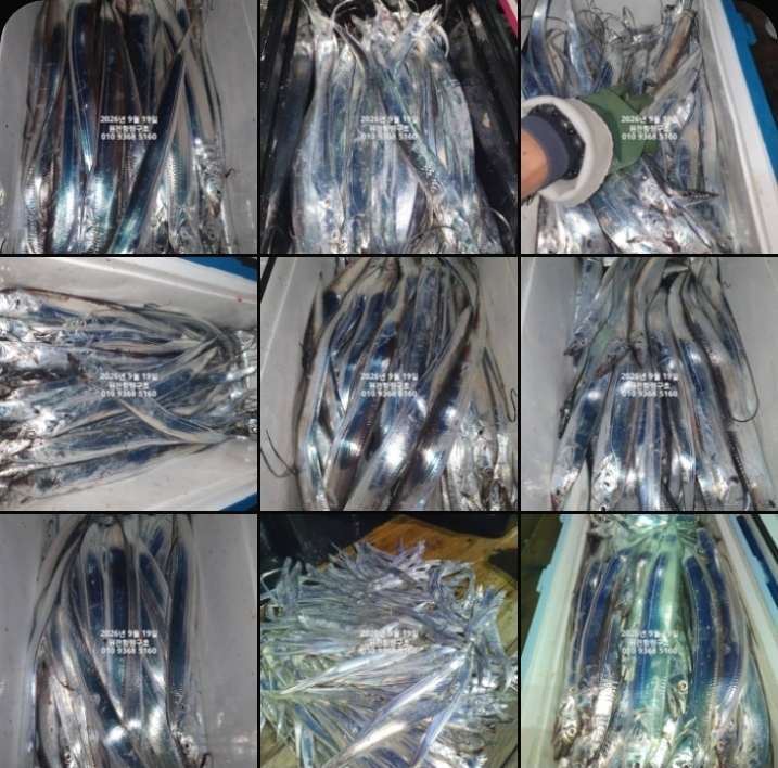 9월 20일 갈치 선상낚시 조황 현장 사진 1