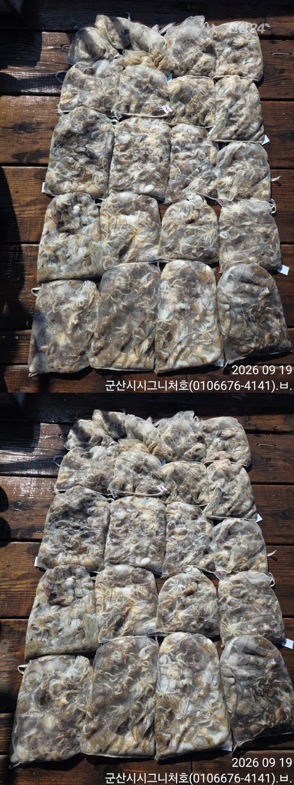 9월 19일 군산 주꾸미 선상낚시 조황 현장 사진 6