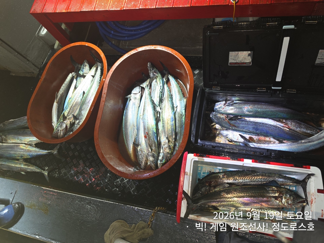 9월 19일 포항 무늬오징어 선상낚시 조황 현장 사진 35