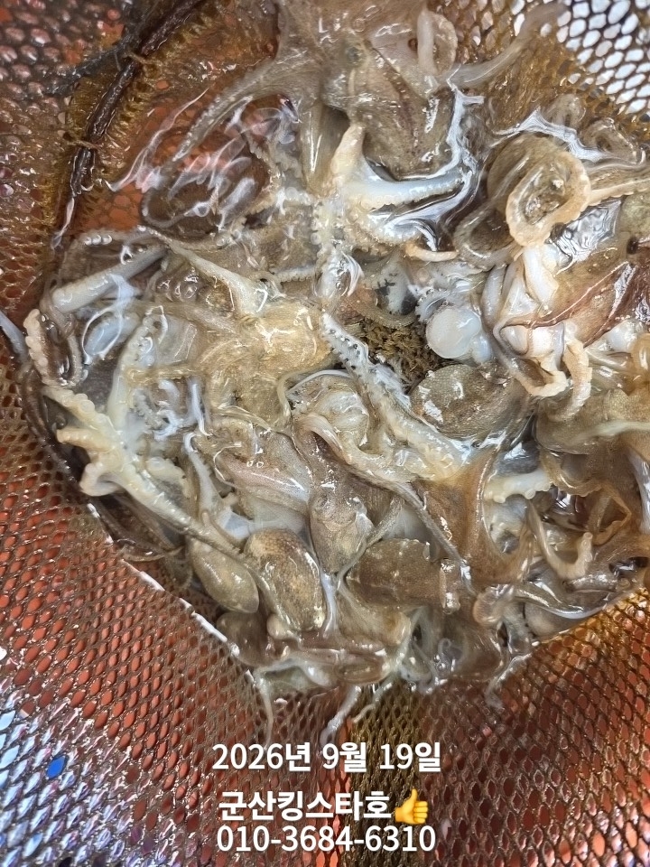 9월 19일 군산 주꾸미 선상낚시 조황 현장 사진 13