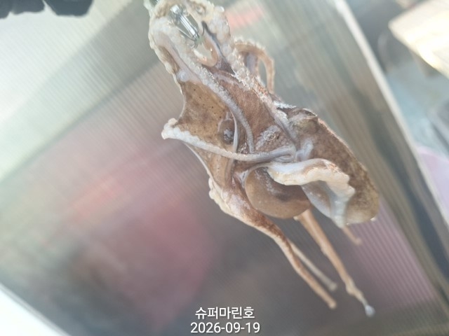 9월 19일 군산 주꾸미 선상낚시 조황 현장 사진 16