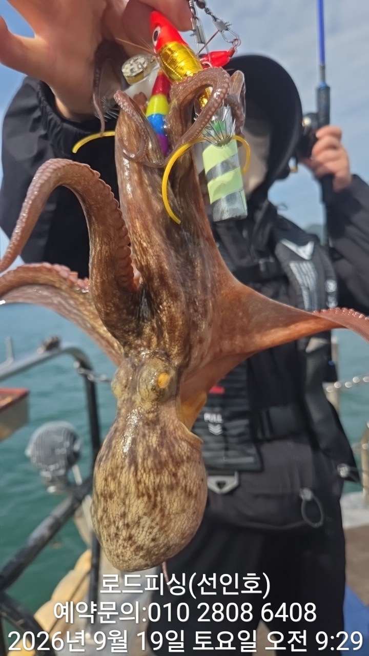 9월 19일 고성 문어 선상낚시 조황 현장 사진 17