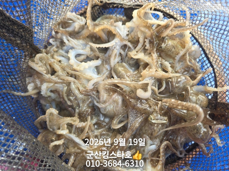 9월 19일 군산 주꾸미 선상낚시 조황 현장 사진 12