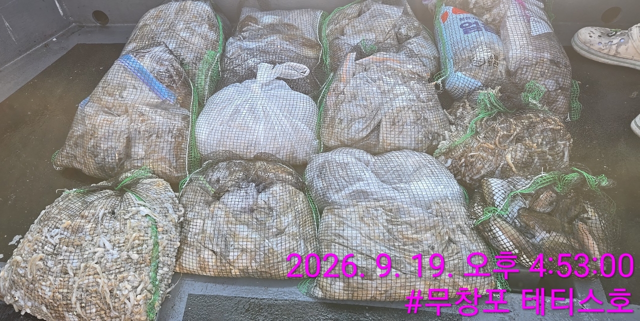 9월 19일 갑오징어 선상낚시 조황 현장 사진 2