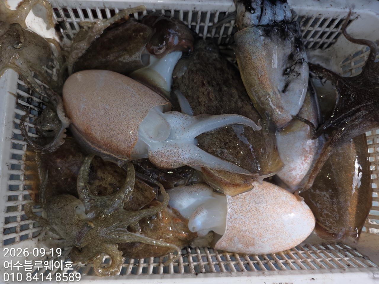9월 19일 부산 갑오징어 선상낚시 조황 현장 사진 9