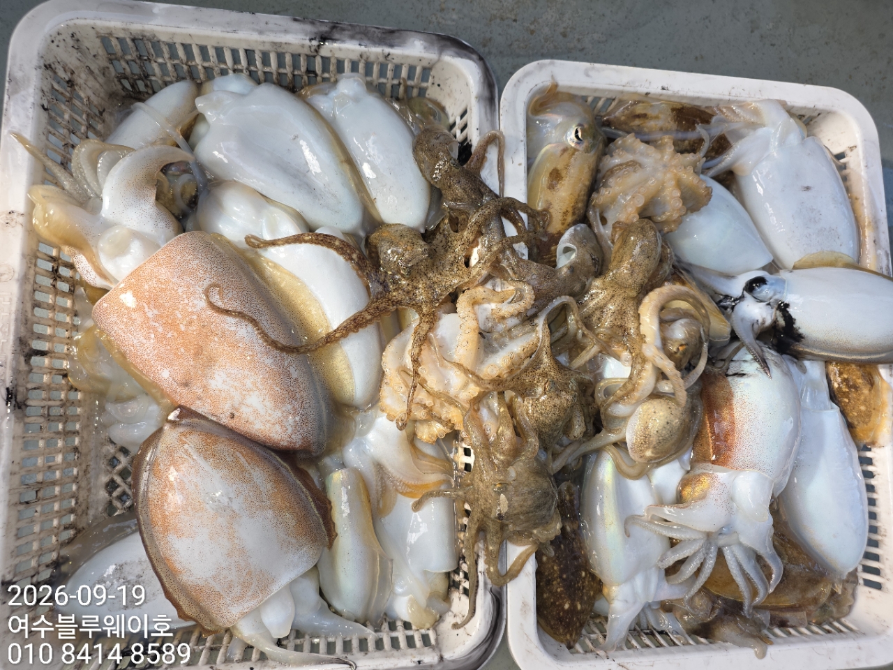 9월 19일 부산 갑오징어 선상낚시 조황 현장 사진 1