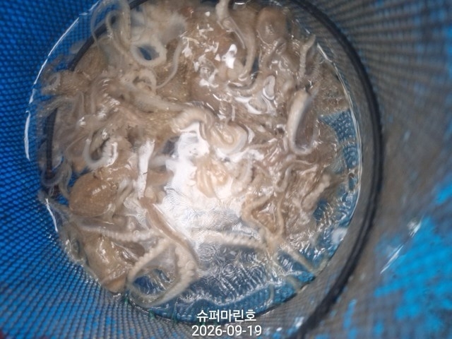 9월 19일 군산 주꾸미 선상낚시 조황 현장 사진 12