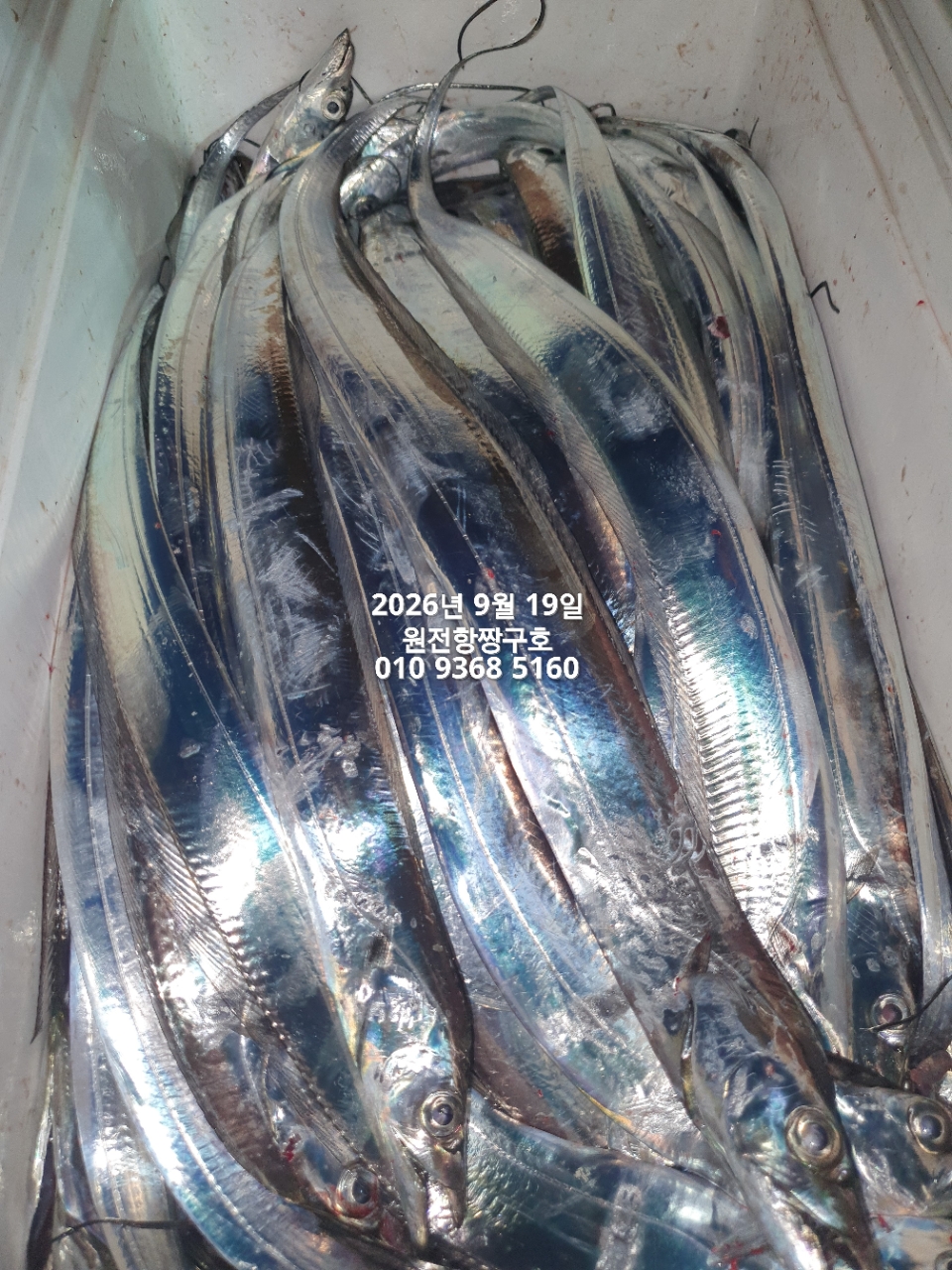 9월 20일 갈치 선상낚시 조황 현장 사진 10