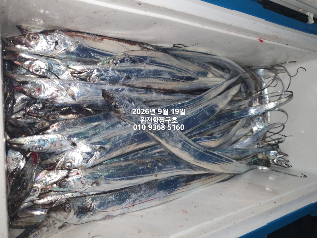 9월 20일 갈치 선상낚시 조황 현장 사진 14
