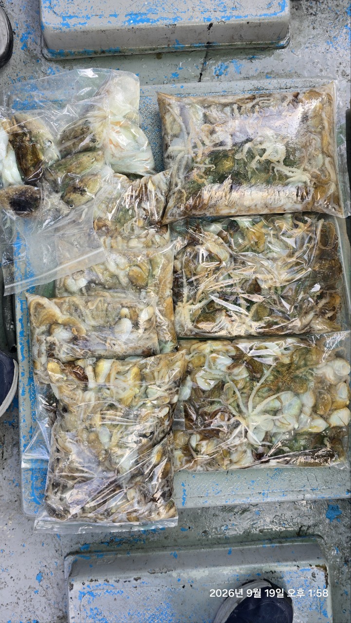 9월 19일 삼천포 감성돔 선상낚시 조황 현장 사진 10