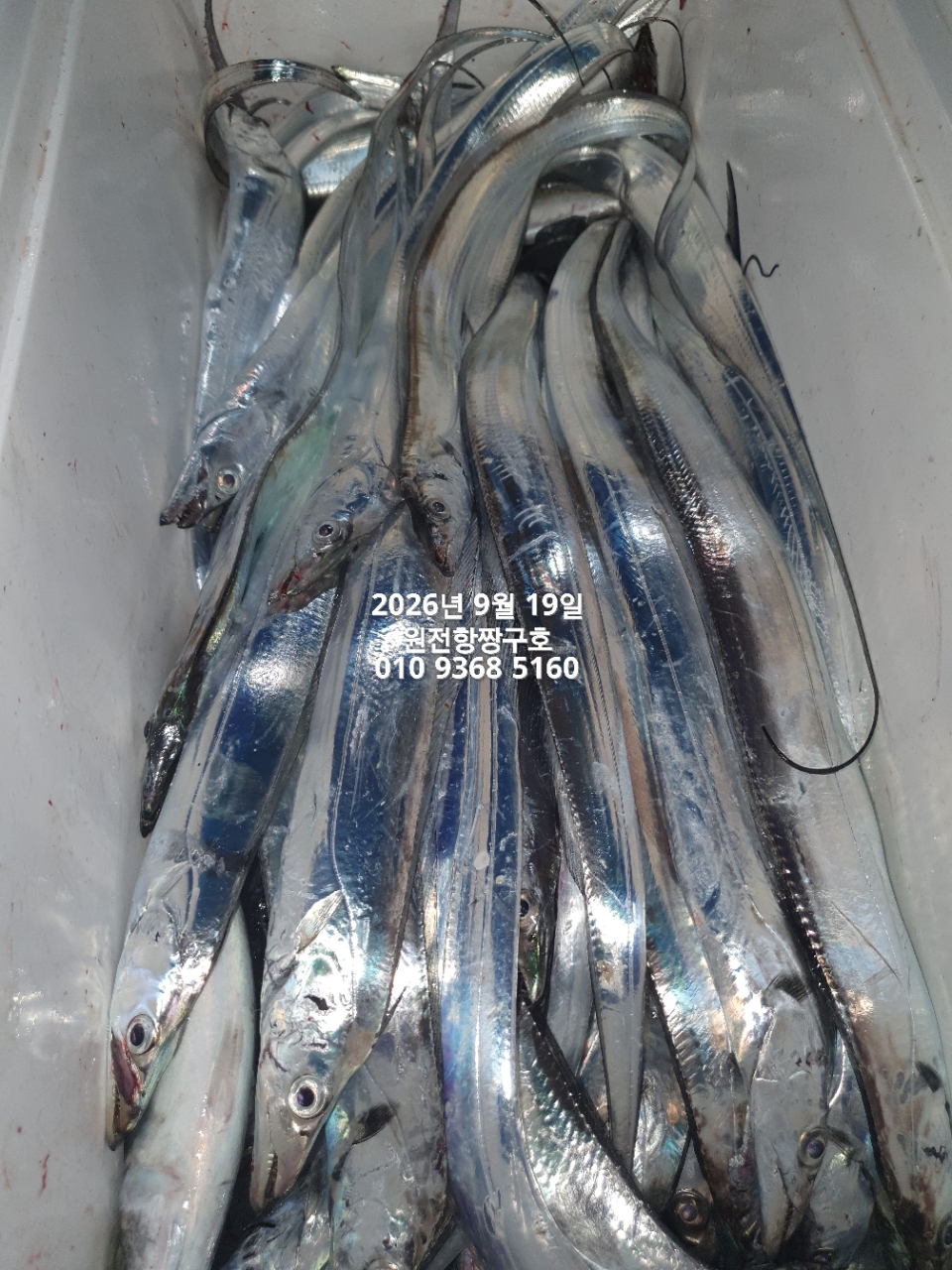 9월 20일 갈치 선상낚시 조황 현장 사진 16