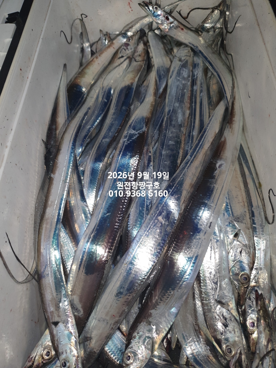 9월 20일 갈치 선상낚시 조황 현장 사진 15