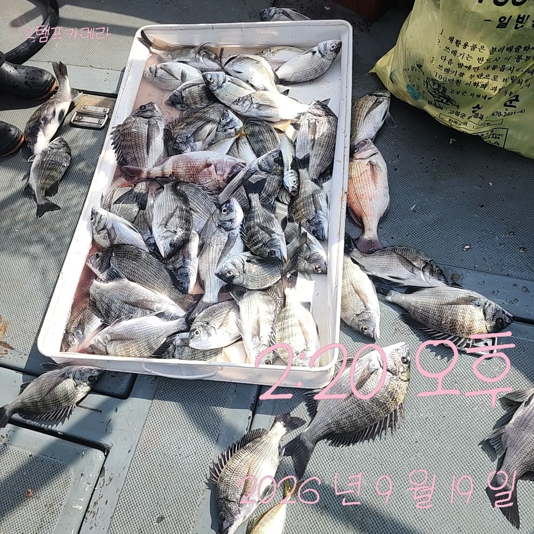 9월 19일 고성 감성돔 선상낚시 조황 현장 사진 2
