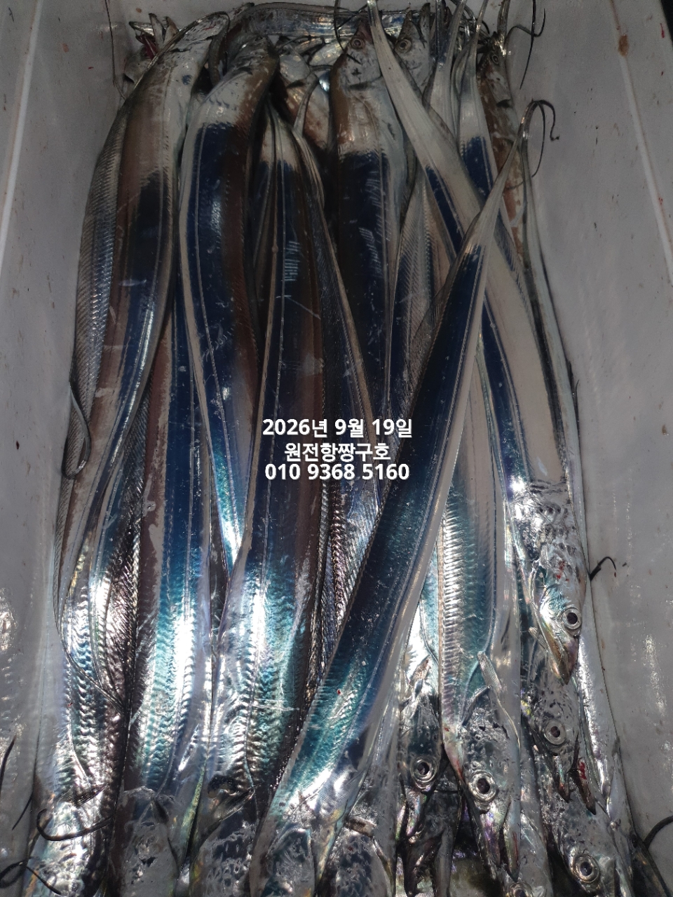 9월 20일 갈치 선상낚시 조황 현장 사진 11