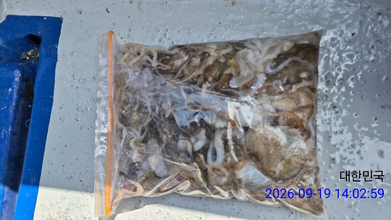 9월 19일 삼천포 문어 선상낚시 조황 현장 사진 5