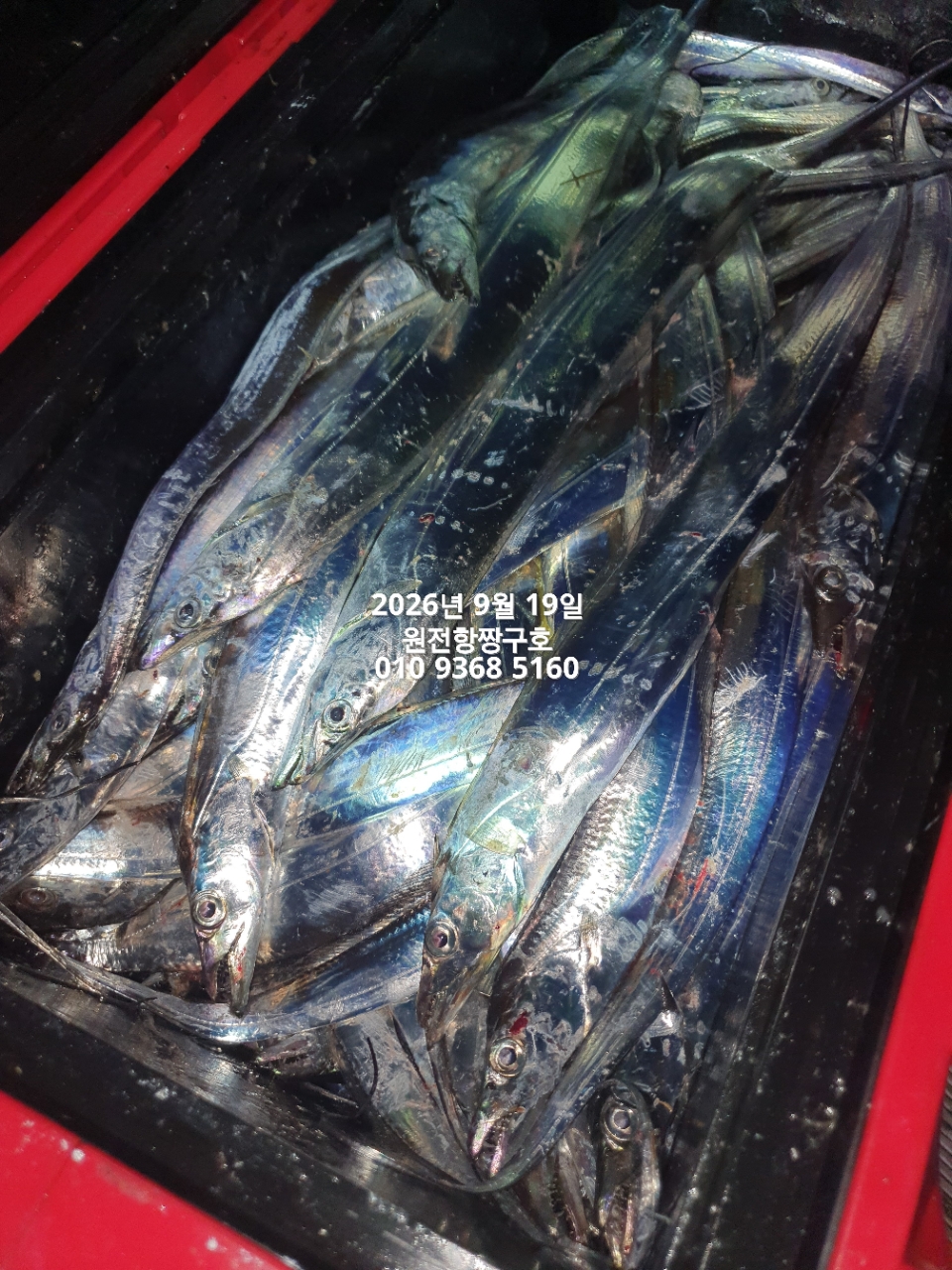 9월 20일 갈치 선상낚시 조황 현장 사진 8