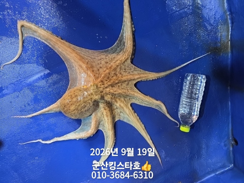 9월 19일 군산 주꾸미 선상낚시 조황 현장 사진 11