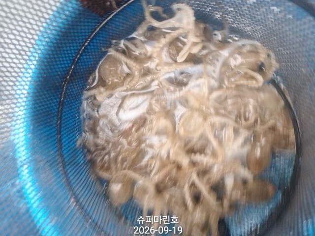 9월 19일 군산 주꾸미 선상낚시 조황 현장 사진 11