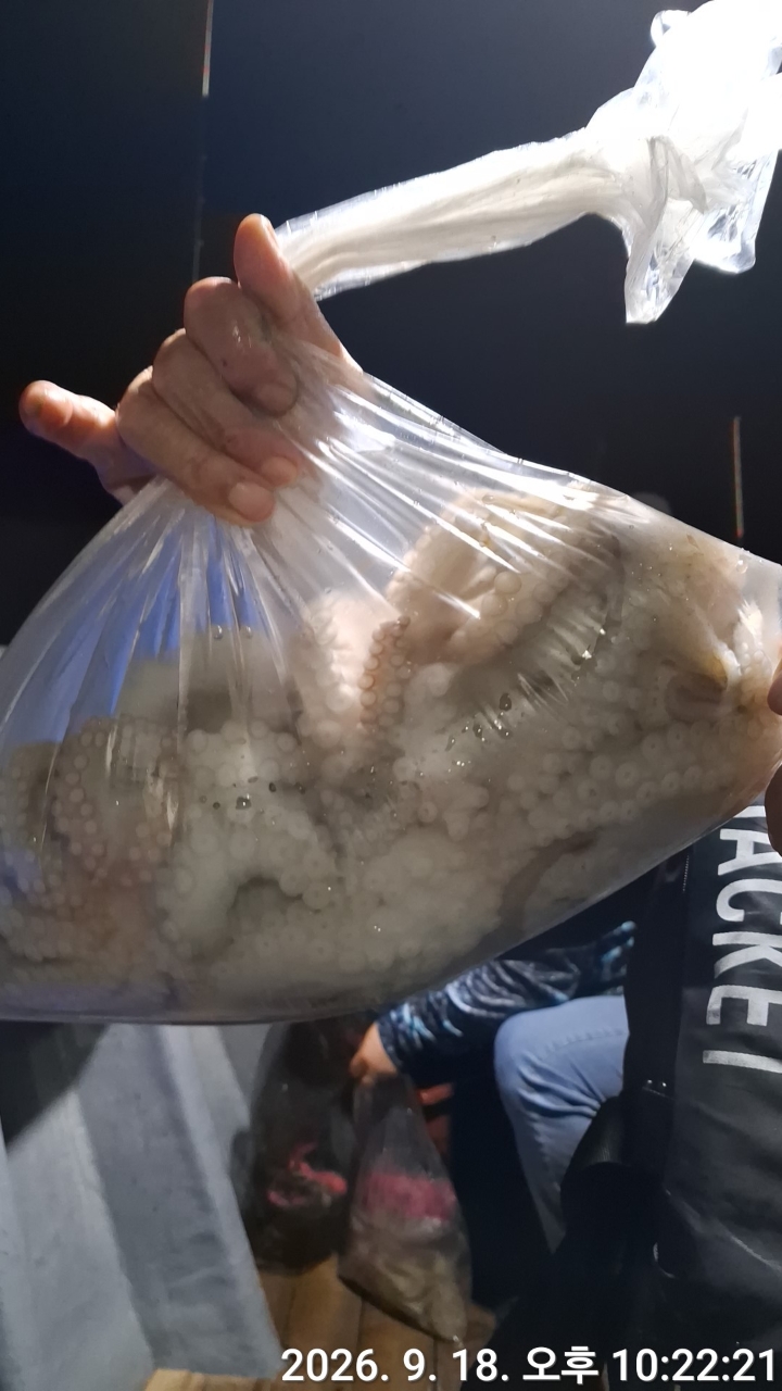 9월 19일 문어 선상낚시 조황 현장 사진 11