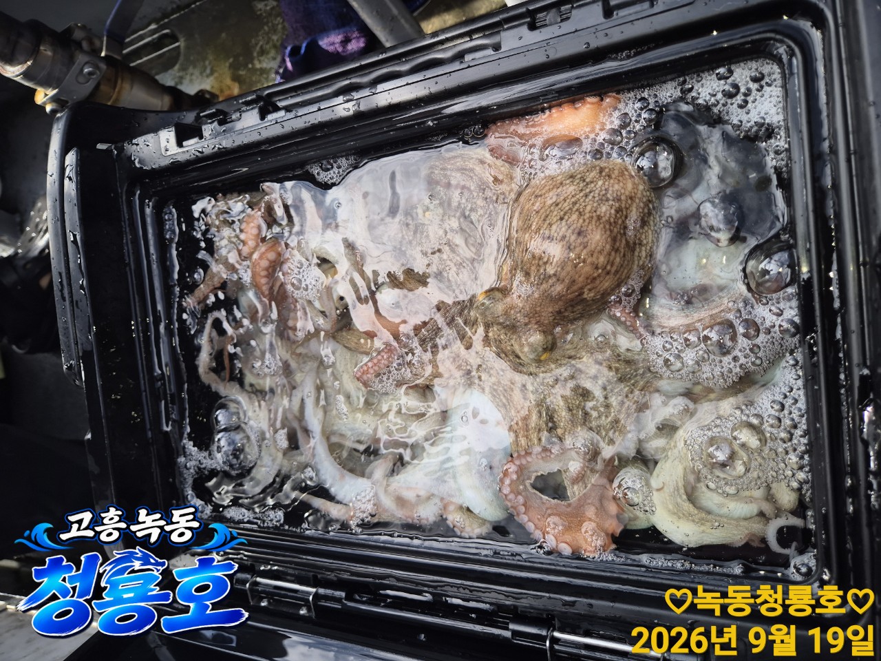 9월 19일 문어 선상낚시 조황 현장 사진 14