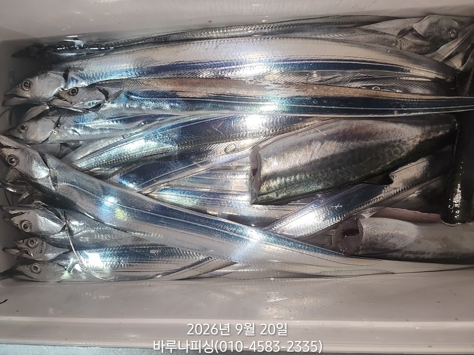 9월 19일 갈치 선상낚시 조황 현장 사진 9