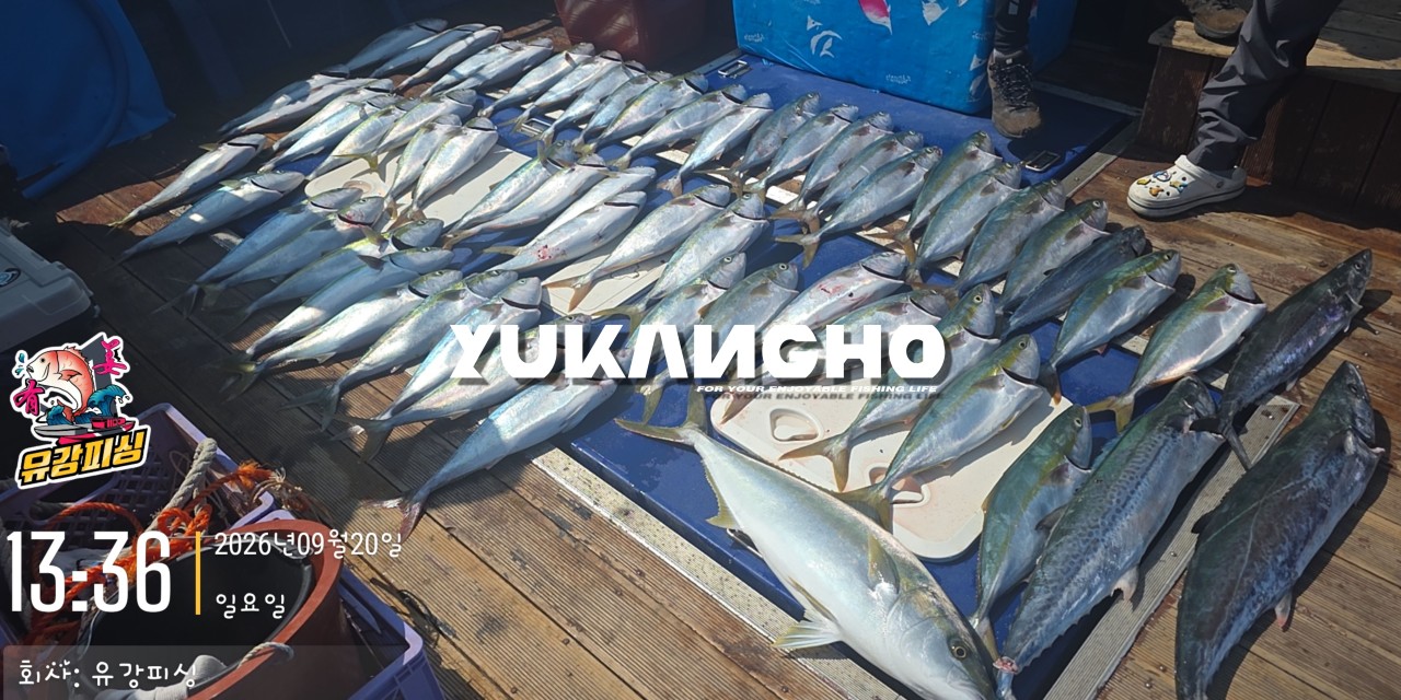 9월 20일 부산 갈치 선상낚시 조황 현장 사진 6