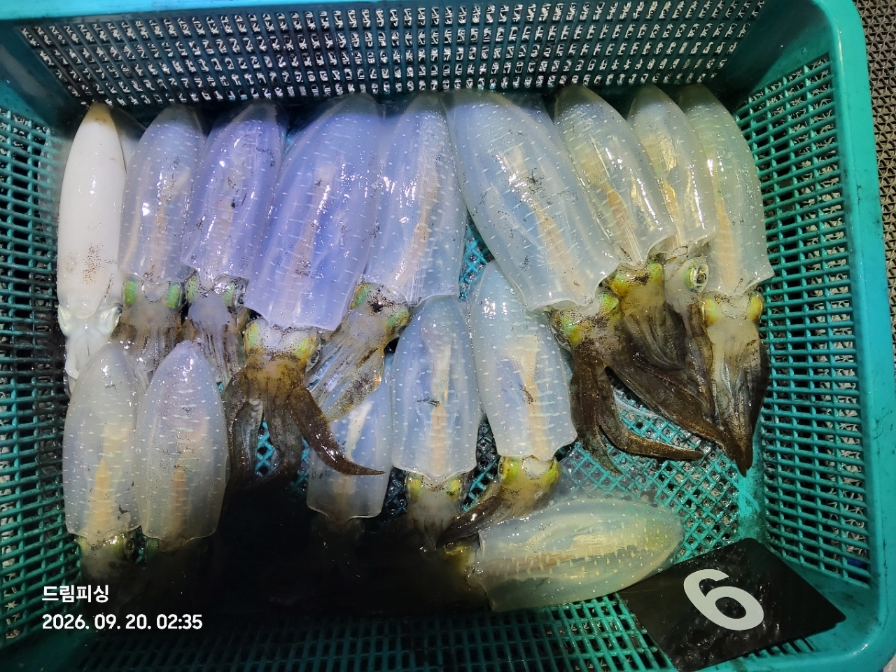 9월 20일 통영 무늬오징어 선상낚시 조황 현장 사진 2