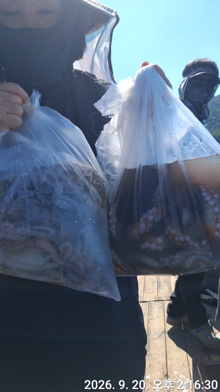 9월 20일 문어 선상낚시 조황 현장 사진 3